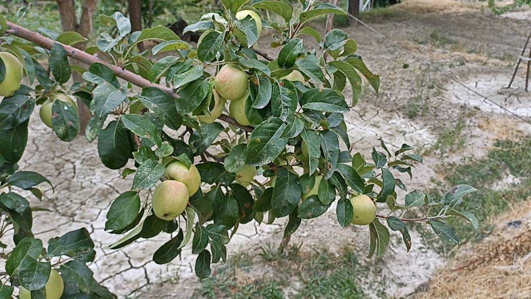 Elma ağacı eylülde isyan etti: Ben daha bitirmedim! 4